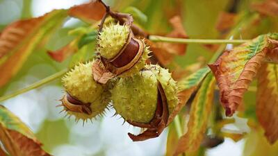 At kestanesinin mucizevi etkisi ve faydaları