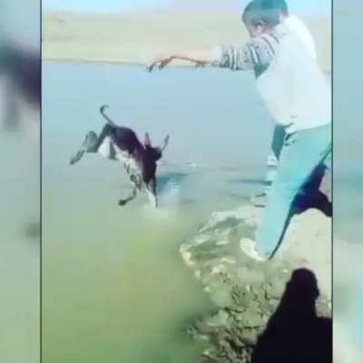 Yavru eşeğe inanılmaz eziyet!