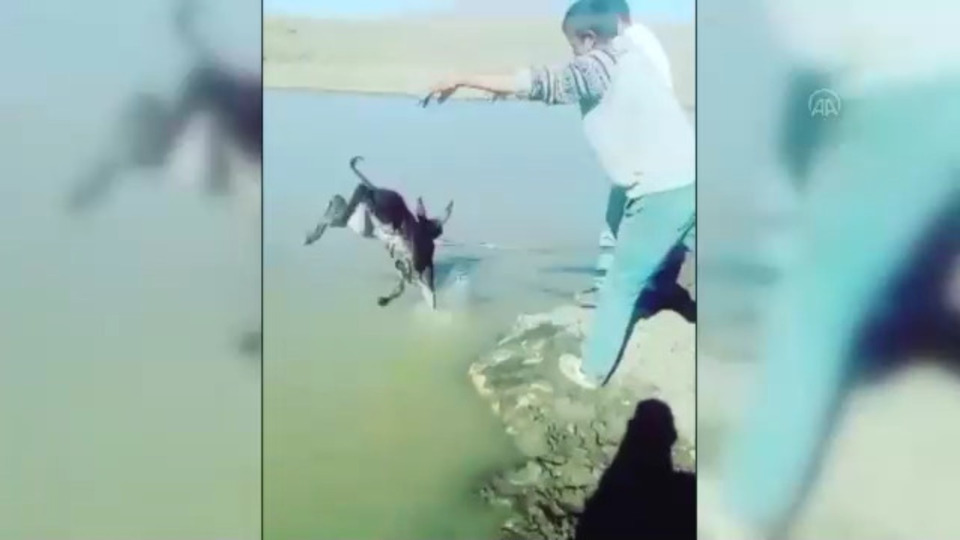 Yavru eşeğe inanılmaz eziyet!