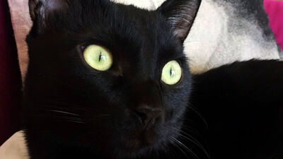 Saraylardan sokaklara 'kara' talihli kediler