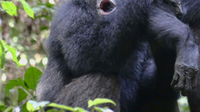 Şempanzelerle ilgili ilginç araştırma!