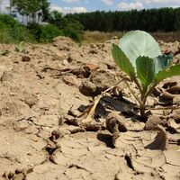 91 yılın en kurağı! O bölgede çiftçi endişeli