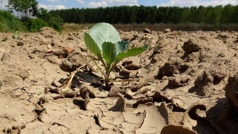 91 yılın en kurağı! O bölgede çiftçi endişeli