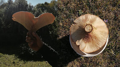 Yaylada gezerken buldu... Kovaya sığmadı!