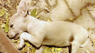 Katliama bir suç duyurusu daha!