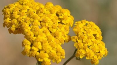 Civanperçeminin mucizevi faydaları