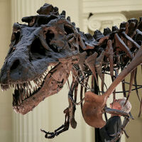 Arjantin'de bulundu... 70 milyon yıllık!