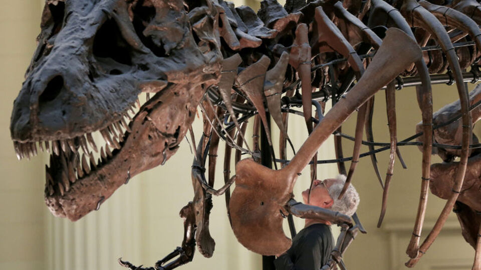 Arjantin'de bulundu... 70 milyon yıllık!