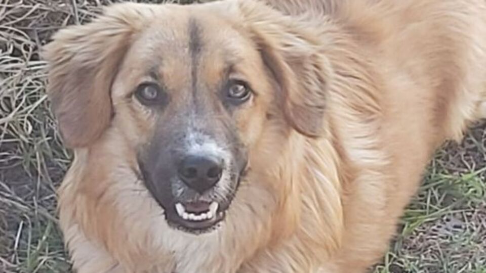 Yavru köpeği öldürdü! Böyle neden olamaz!