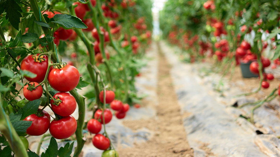 Yasak kalktı, Irak'a ihracat başladı