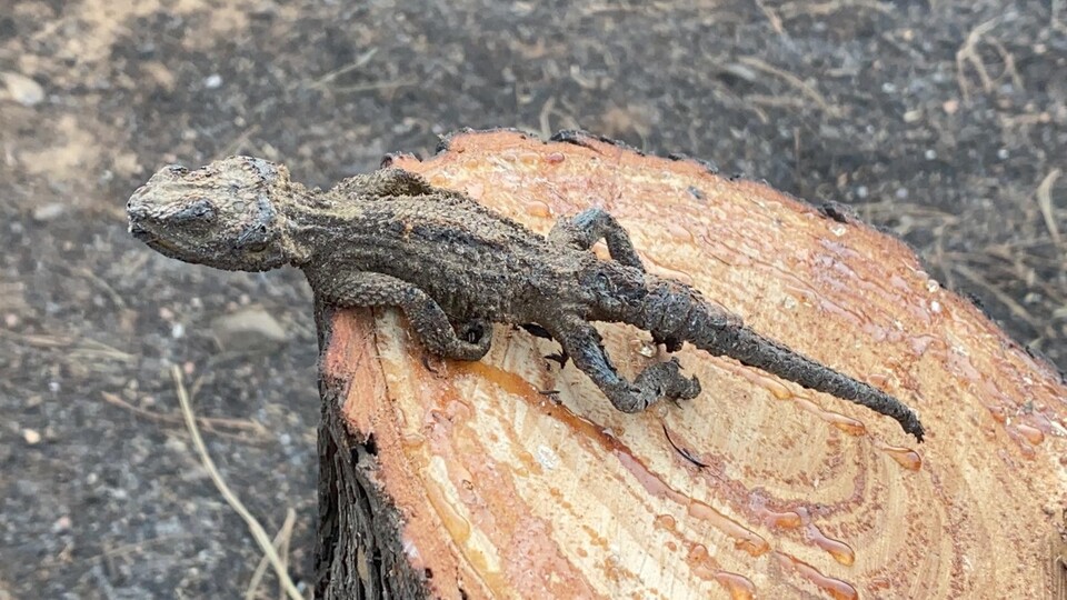 Hatay'dan çok acı görüntüler!