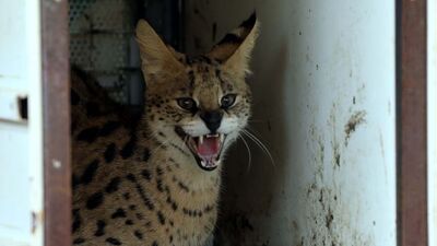 Türkiye'de tek! Koruma altında