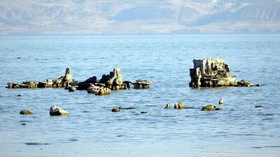 Dünyanın en büyükleri! Sular çekilince ortaya çıktı