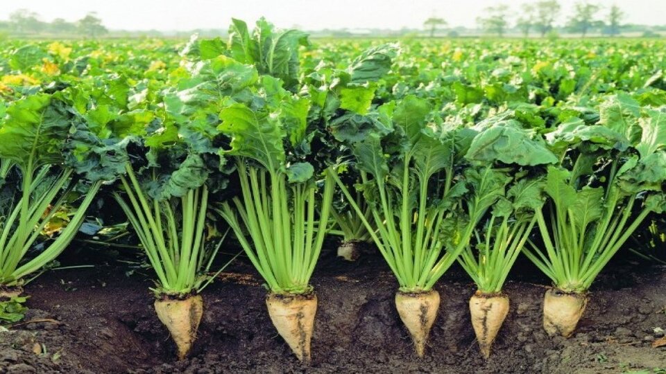 Şeker pancarı baz alım fiyatı açıklandı