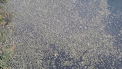 Bursa'daki balık ölümlerinin sebebi ortaya çıktı!