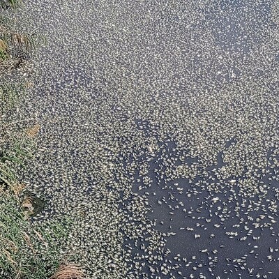 Bursa'daki balık ölümlerinin sebebi ortaya çıktı!