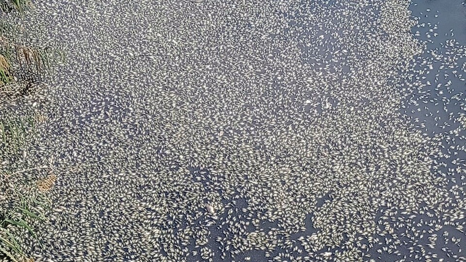 Bursa'daki balık ölümlerinin sebebi ortaya çıktı!