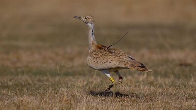 O ilimizde ilk kez görüldü!