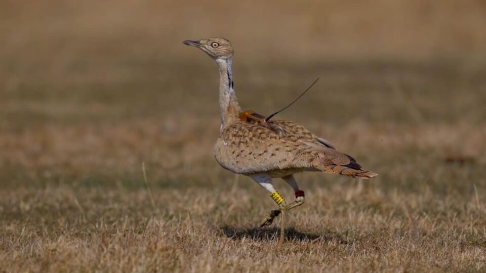 O ilimizde ilk kez görüldü!