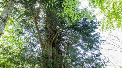 4 bin yıldır ayakta... 4 bin yıl daha yaşayabilir!