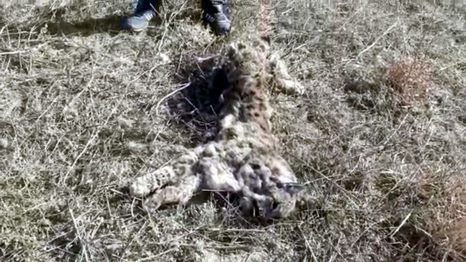 İki gün arayla vaşak şoku! Avcılar katletti