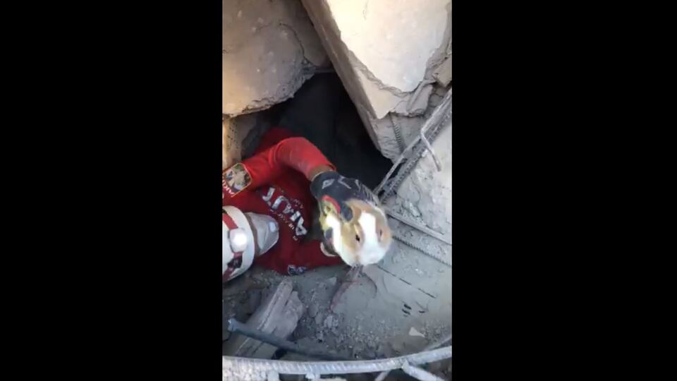 AKUT, enkaz altından bir tavşanı kurtardı