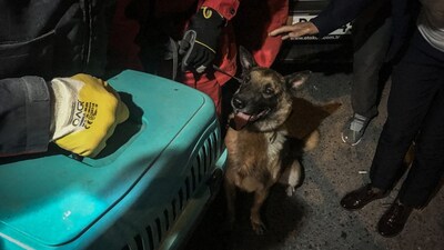 K-9 arama köpeği bu kez kediyi kurtardı