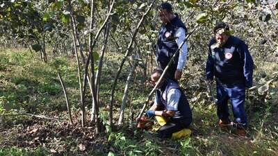'Fındık timleri' verimi artırdı
