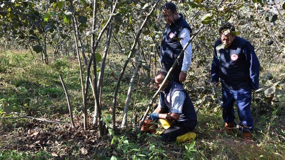 'Fındık timleri' verimi artırdı