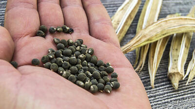 Bamya tohumunun faydaları nelerdir?