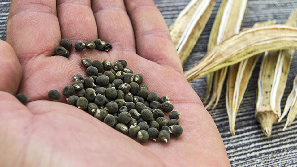 Bamya tohumunun faydaları nelerdir?