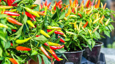 Biber nedir, faydaları nelerdir?