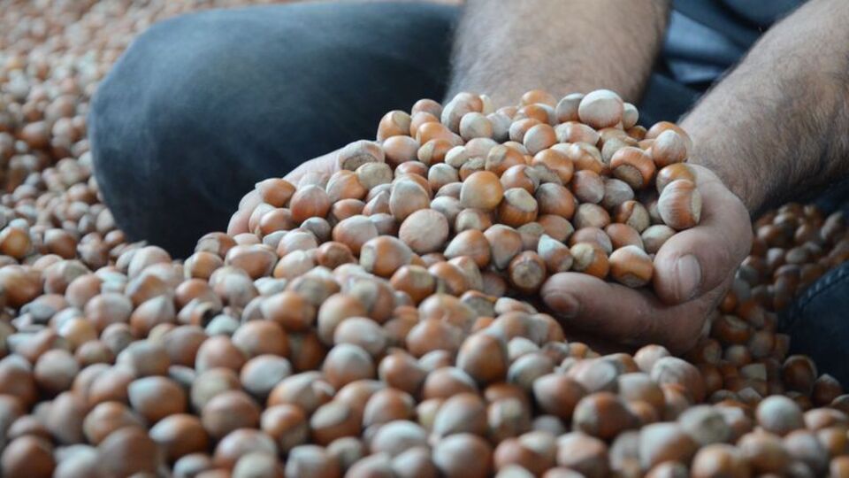 Fındık fiyatları ne kadar oldu?