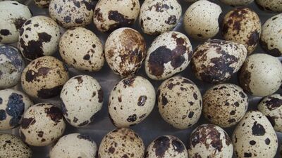 Bıldırcın Yumurtası Faydaları Neler?