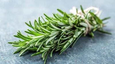 İşte biberiyenin sağlığa faydaları!