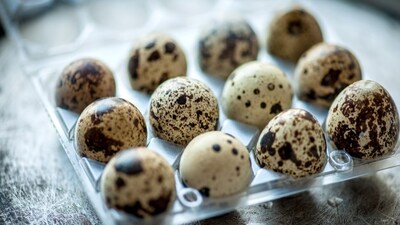 Bıldırcın yumurtası nedir?