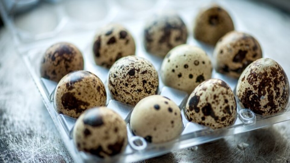 Bıldırcın yumurtası nedir?