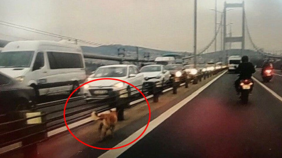 Yolunu şaşıran köpeğe böyle eşlik ettiler