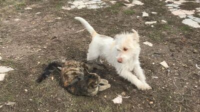 Sevimli patilerin dostluğu görenlerin içini ısıttı