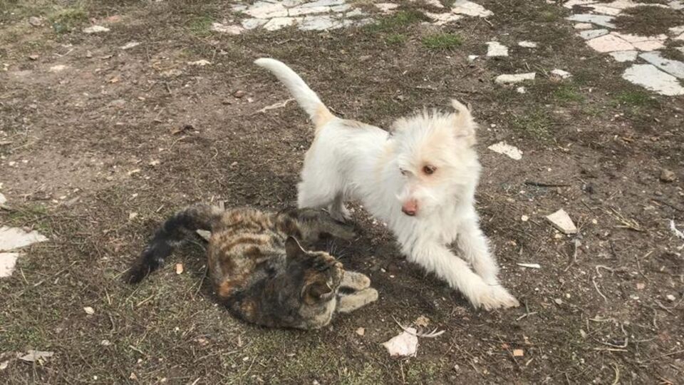 Sevimli patilerin dostluğu görenlerin içini ısıttı