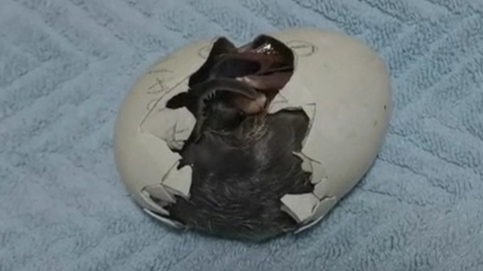 Yer: Çin! Yumurtadan çıkma anları ilgiyle izlendi...