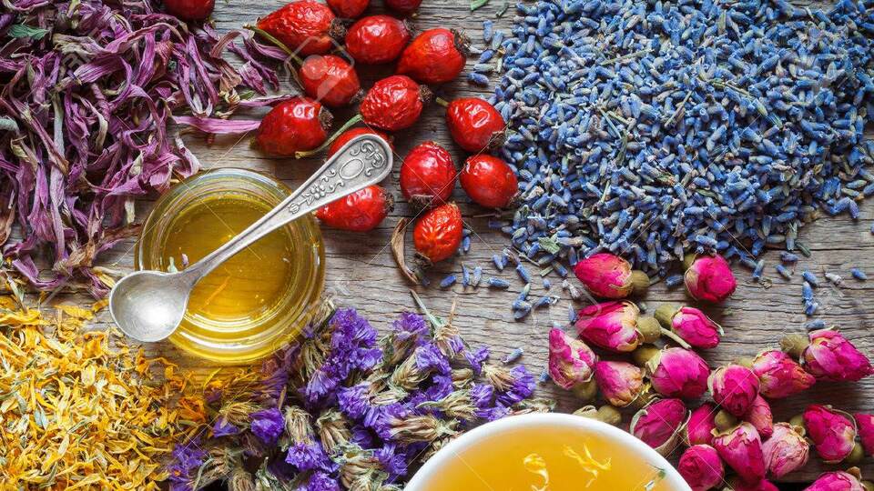 Bitkilerin Faydaları Nelerdir?