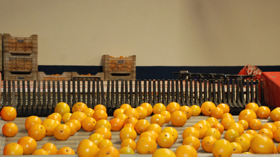 Turunçgilde lider pazar Rusya