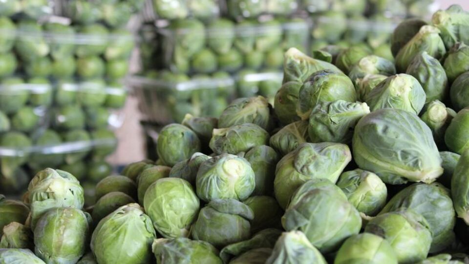 Faydaları saymakla bitmiyor