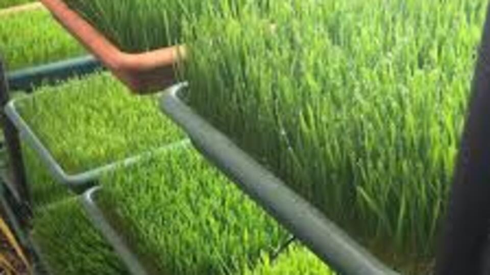 Buğday çimi nedir?