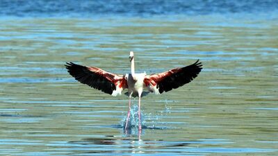 Van Gölü Havzası'nın narin kuşları