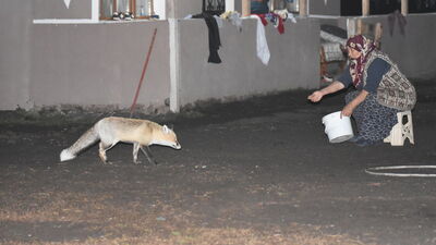 Gelmediği zaman özlüyor... Elleriyle besliyor