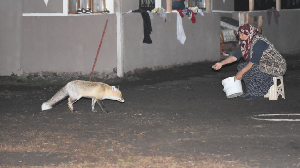 Gelmediği zaman özlüyor... Elleriyle besliyor