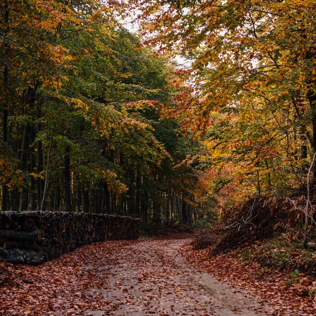 Osmanlı Devleti'nin kurulduğu topraklarda renk şöleni