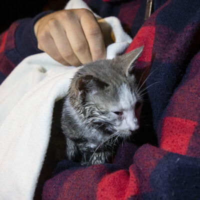Kedi, kız kardeşleri faciadan kurtardı
